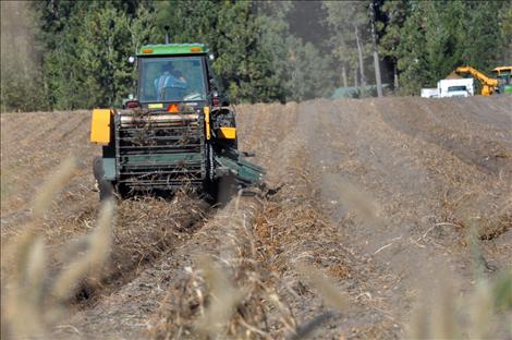 Debris flies behind a potato harvester.