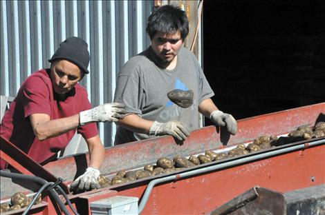 Rocks must be separated from the potatoes by hand. It’s a dirty job, but someone’s got to do it.