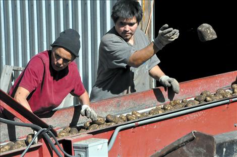 Rocks must be separated from the potatoes by hand. It’s a dirty job, but someone’s got to do it.