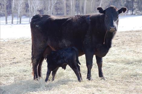 A cow and her calf stand in a freshly thawed St. Ignatius field.