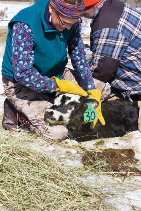 A newly born calf is tagged and vaccinated.