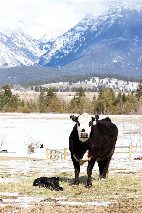 A cow stands next to her new calf at a ranch in Mission