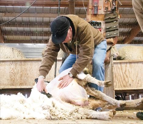 Gov. Gianforte shears an ewe at the Helle Rambouillet Shear ‘N Shred event.