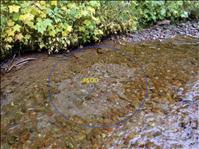 Spawning surveys in Flathead show positive results for Bull Trout