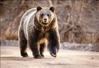 FWP asks commission to initiate  rule-making process on grizzly management