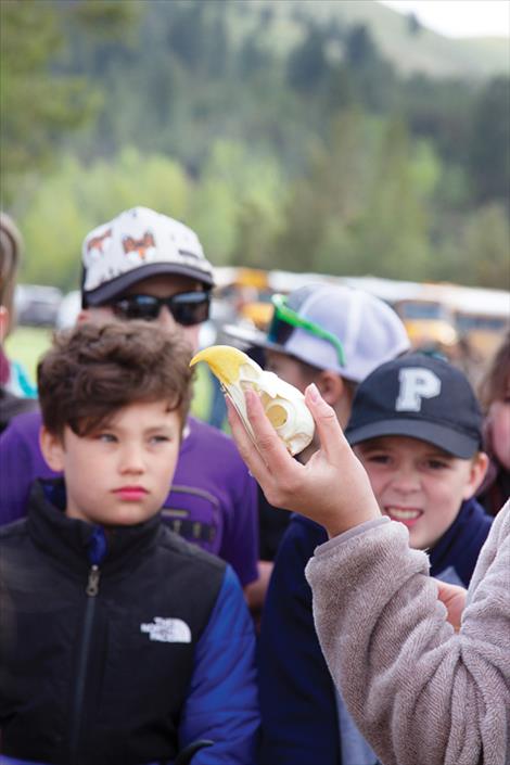 Kaylie Durglo, with the CSKT Wildlife Management Program, shows students an Eagle skull. Durglo taught students the following phrase on how to identify prey and predator skulls based on eye socket placement. “Eyes to the front, born to hunt,” she said. “Eyes to the side, run and hide.”