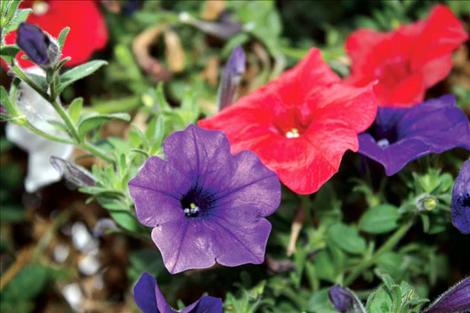 As evidence of Linse’s hard work and dedication, brightly colored red and purple flowers adorn Main Street Ronan during the summer months.