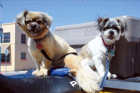 Princess and Miss Squiggles accompany Linse on a  4-wheeler and patiently wait for their owner to complete his work. 