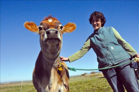 Laura Ginsberg leads one of the Golden Yoke Farm and Dairy’s two pregnant heifers, Beignet. 