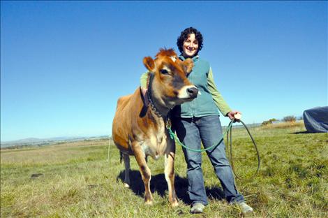 Laura Ginsberg  leads one of the Golden Yoke Farm and Dairy’s two pregnant heifers, Beignet. 