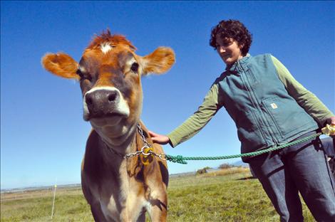 Laura Ginsberg  leads one of the Golden Yoke Farm and Dairy’s two pregnant heifers, Beignet. 