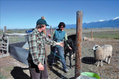 Connie Surber, left, and Laura Ginsberg, right, work with Cascabel, a calf, and two sheep at the Golden Yoke Dairy in Mission