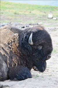 Bison Range to auction 30 bison in October