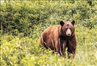 Governor Gianforte proclaims September ‘Bear Aware’ month