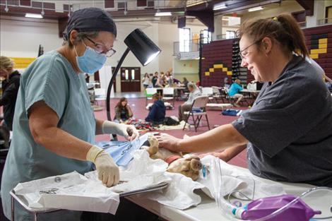 Spay Montana veterinarian Nancy Belk spays a young female dog named Cautious while ARC volunteer Brianna Walker assists. Belk also took the opportunity to correct a herniated umbilical cord.