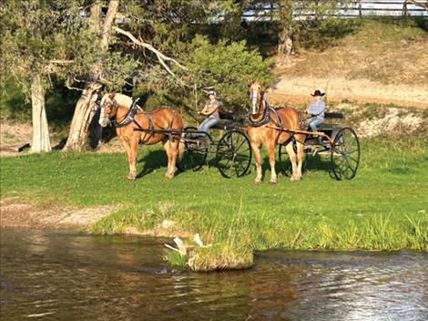 Lina Sturman, wearing the black Stetson, is driving Mr. Max, a Flemmish style Belgian horse. Mr. Max stands 18.3 hands high and weighs 2,300 lbs. Lina has been an apprentice with Live Oak Belgians for five months and has previously competed at the Draft Horse Expo in Billings.