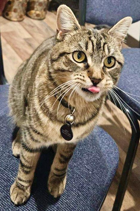 Lizzy the cat is one of several pet therapy animals that lives at MME’s  S. Hills Drive campus. As animal caretaking provides many benefits for MME clients, more animals be brought in in the future.