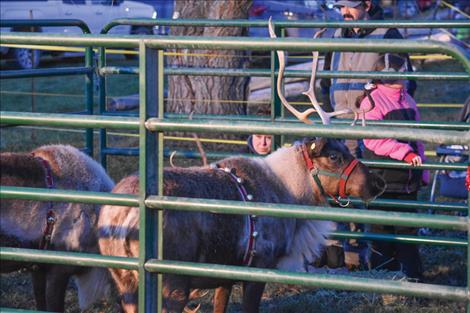 Reindeer made an appearance at the St. Ignatius Christmas Tree Lighting and Parade of Lights on Dec. 2.  