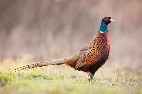 Deadline for pheasant release applications announced
