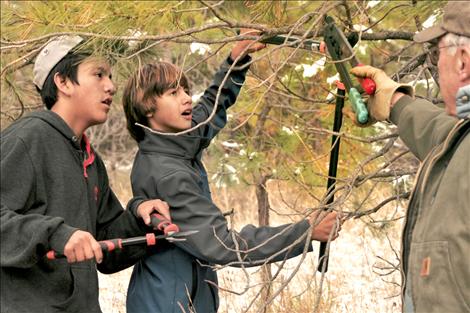 Connie Plaissay, florist, helps Levi Alexander and Colin Linsebigler find the perfect spot to cut a bough.