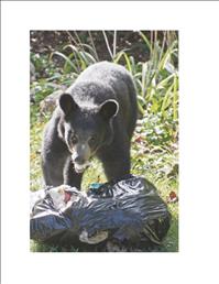 Kodiak Bear resistant garbage cans available