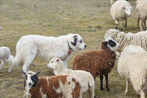 Sara Maldonado of Sierra Farms checks on the sheep with her ranch hand dog Sasha.