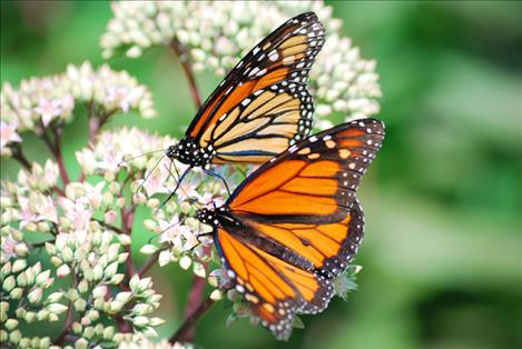 Like bees, Monarch butterflies serve as pollinators in the food chain. Their population decline prompts concern.