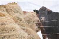 Beef prices increase, locals impacted
