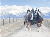 Draft Horse Driving Club to start