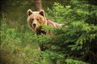 FWP reminder: Be bear aware when recreating outdoors
