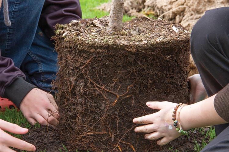 Students planted three Spring Wonder Sargent Cherry Trees, named Johnson, George Bush and Cherry Balance, during Arbor Day with the help of city park officials, Shawn Morgan from Montana’s Department of Natural Resources and Conservation and John Campbell with Delaney’s Landscape Center.