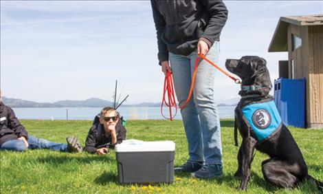 Gigi, a black lab trained to do mussel detection, sits and looks up at her owner, Deb Tirmenstein, to let her know she’s found the cooler that has mussels in it. Tirmenstein explained to students attending the mussel walk that she developed this game and others to train her dogs to do mussel detection. When one of her dogs correctly identifies which cooler contains mussels, a tennis ball shoots out of the top of the cooler as a reward. 