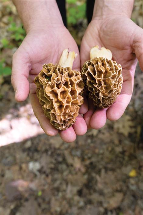 According to identification information shared by DPHHS, true morel mushrooms are hollow from stem to cap and the bottom of the cap connects to the stem