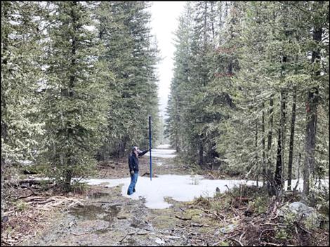Montana Snow Survey Hydrologist Florence Miller measures the meager remaining snowpack on April 26 in the rain at Four Mile snow course during the May 1 survey.
