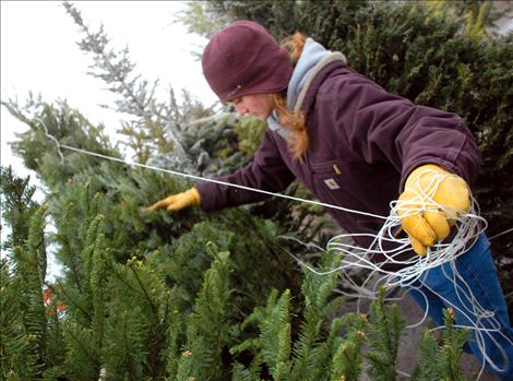 Shannon Saint unropes Christmas trees for sale by the Ronan FFA. 