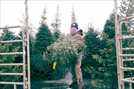 Ronan FFA member Gradon Irish loads a Christmas tree sold in the group’s annual fundraiser.