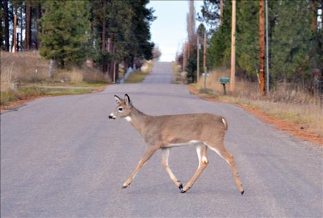 Under a new state law that does not apply on the Flathead Reservation, Montana residents will be able to  salvage deer, elk, antelope, and moose killed in collisions with vehicles. 