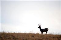 Deer harvest slightly higher than last year in Northwest Montana as season ends