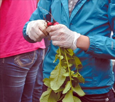 Radishes were harvested the day before Thanksgiving.