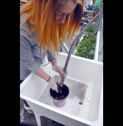 Student Debra Olson washes fresh-picked radishes.