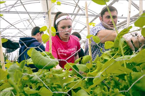 Student Erin McCrea and instructor Reese McAlpin pull radishes from the Ronan High School greenhouses Wednesday, Nov. 27.