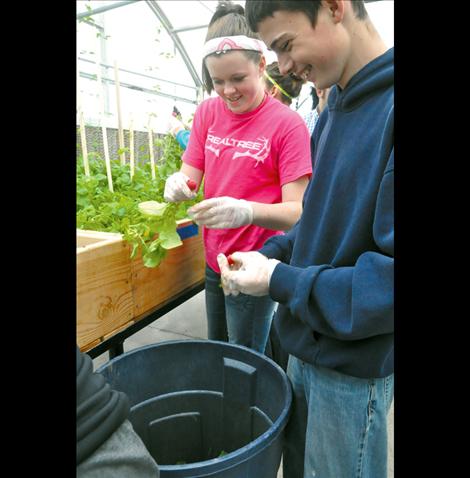 Erin McCrea and Troy Barney pull the tops off radishes.