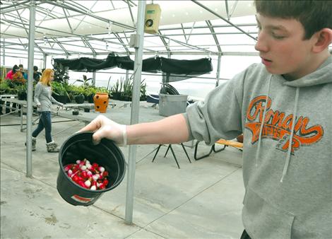 Gradon Irish shows off a pot full of radishes grown by Ronan High School students. 