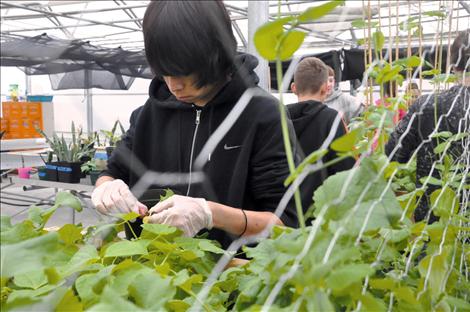 Mathew Bigcrane twists a radish top off the vegetable that will feed students at K. William Harvey Elementary School.