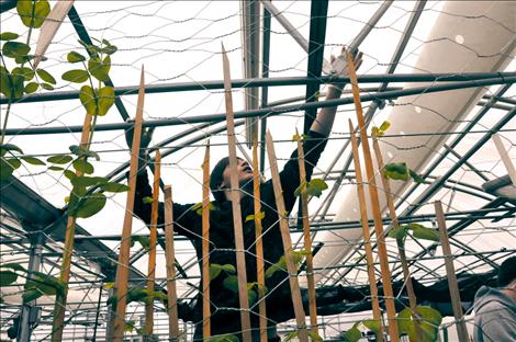 Stetson Jore unwinds bean and pea stems,  the straggling survivors of an unsuccessful  intercropping effort  by Ronan High School students in a  greenhouse.  The radish harvest was much more successful, with students harvesting five pounds of the vegetable destined for student snacktime at K. William Harvey Elementary School.  