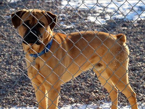 Mission Valley Animal Shelter has dogs ready to be adopted to forever homes, including Tug.