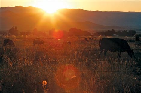 Cattle graze in a late  summer sunset in the St. Ignatius area as irrigation lines spray water onto their  pasture. Many ranchers on the Flathead Reservation are concerned that they won’t have enough  irrigation water when a  compact between the federal  government, the state of Montana and the Confederated Salish and Kootenai Tribes is finalized, which is set to happen next year.