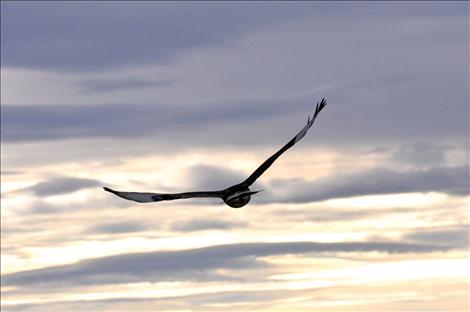 More than two dozen bald eagles of all ages flocked to a field along North Crow Road in Ronan last week, drawing onlookers to the rural farmland.