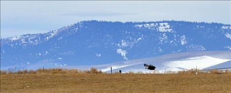 More than two dozen bald eagles of all ages flocked to a field along North Crow Road in Ronan last week, drawing onlookers to the rural farmland.