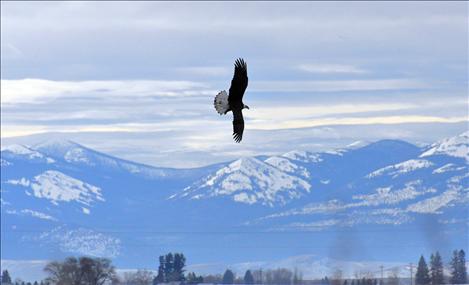 More than two dozen bald eagles of all ages flocked to a field along North Crow Road in Ronan last week, drawing onlookers to the rural farmland.